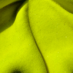 "Neon Bloom" 2025