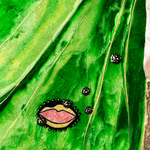 "Actias Luna" 2021